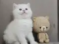 Full şecereli anne babadan erkek yavru