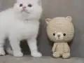 Full şecereli anne babadan erkek yavru