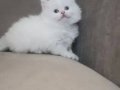 Full şecereli anne babadan safkan erkek 