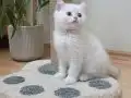 British safkan mavi göz erkek 