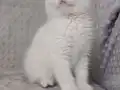 British safkan mavi göz erkek 
