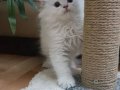 Saf şecereli british longhair erkek