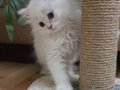 Saf şecereli british longhair erkek