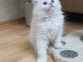 Saf şecereli british longhair erkek