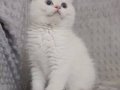 British shorthair erkek full şecereli 