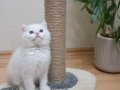 British shorthair erkek full şecereli 