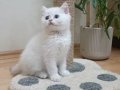 British shorthair erkek full şecereli 
