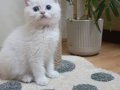 British shorthair erkek full şecereli 