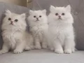 Full şecereli anne babadan muhteşem güzellikte yavrular 