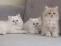 Full şecereli anne babadan muhteşem güzellikte yavrular 