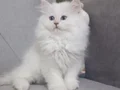 Muhteşem güzellikte dişi yavrular 