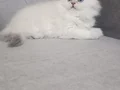 Muhteşem güzellikte dişi yavrular 