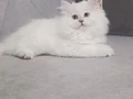 Muhteşem güzellikte dişi yavrular 