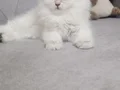 Muhteşem güzellikte dişi yavrular 
