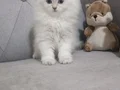 Muhteşem güzellikte dişi yavrular 