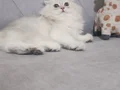 Muhteşem güzellikte dişi yavrular 