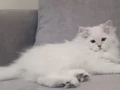 Full şecereli anne babadan safkan dişi 