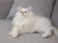 Full şecereli anne babadan safkan dişi 
