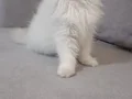 Full şecereli anne babadan safkan dişi 