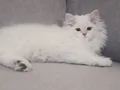 Full şecereli anne babadan safkan dişi 