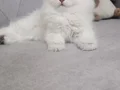 Anne baba full şecereli muhteşem güzellikte dişi 