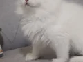 Anne baba full şecereli muhteşem güzellikte dişi 