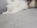 Anne baba full şecereli muhteşem güzellikte dişi 
