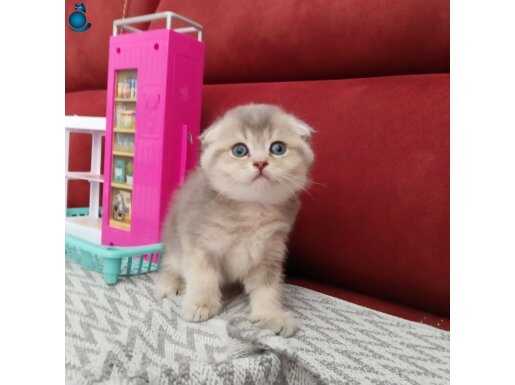 Sıfır kulak Scottishfold dişi 