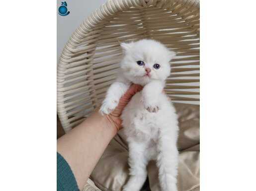 Mavi gözlü Britishshorthair