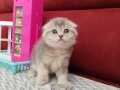 Sıfır kulak Scottishfold dişi 