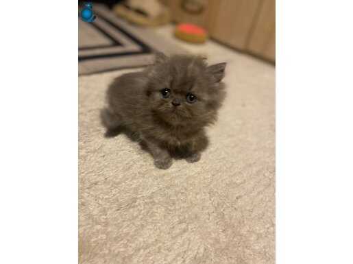 Yavru erkek Chinchilla yavru gri 