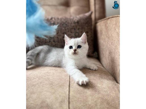 Özel yetiştirilmiş WCF kayıtlı British Shorthair Elit Soy