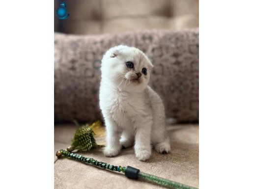 Full şecereli scottish Fold Shorthair yavru premium bakım