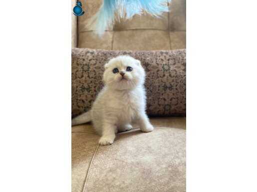 Scottish Fold Shorthair silver shaded bebeğim