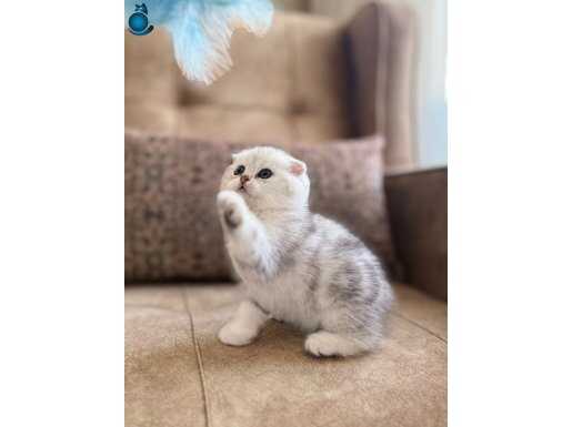 Muhteşem Soy Full Şecereli Anne Babanın Elit Bebeği