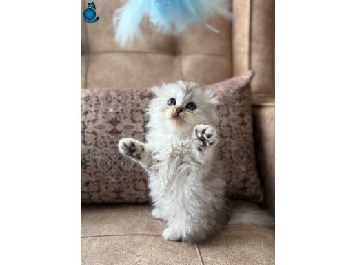 WCF Kayıtlı Scottish Fold Longhair Özel üretim yavru 