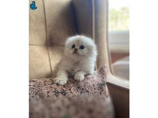 Safkan full şecereli anne babanın Scottish Fold Longhair 