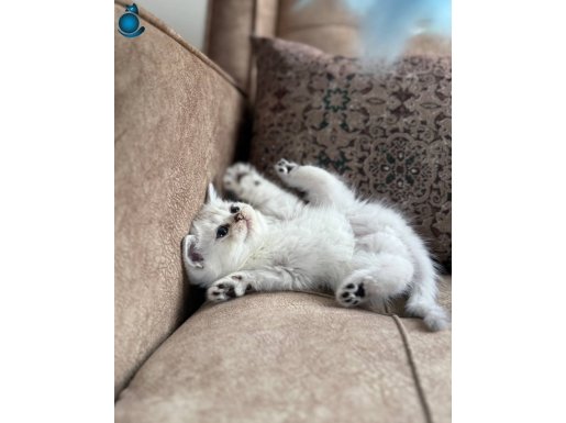 Anne Altında büyümüş Full Pedigree British shorthair 