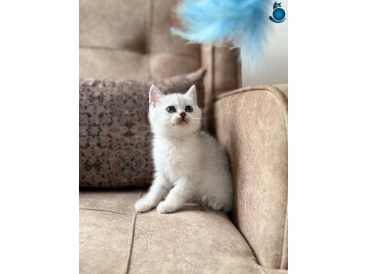 WCF Kayıtlı Tam Şecereli British Shorthair Safkan Yavrular