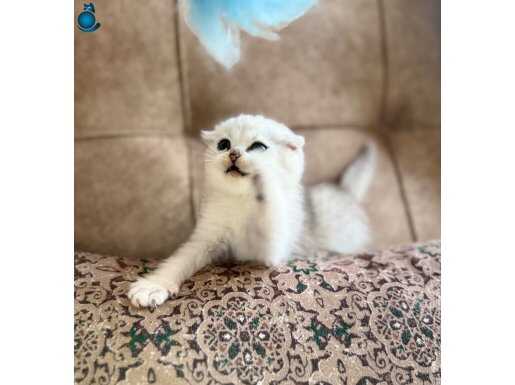 Elit Soy Full Şecereli Anne Baba Muhteşem Fold Bebeğimiz 