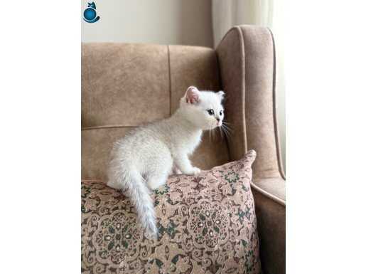 Elit Soy Şecereli Anne Baba Muhteşem Bebeğimiz 