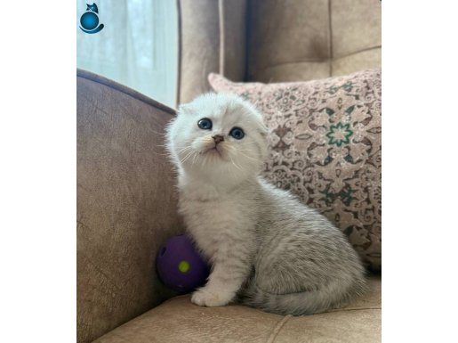 WCF kayıtlı scottish fold shorthair Seçkin ailelere özel