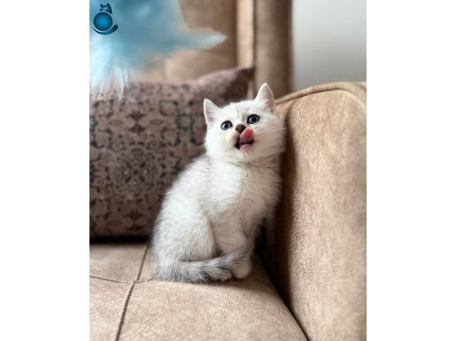 Avrupa Standartlarında British Shorthair Elit Soy Hattı 