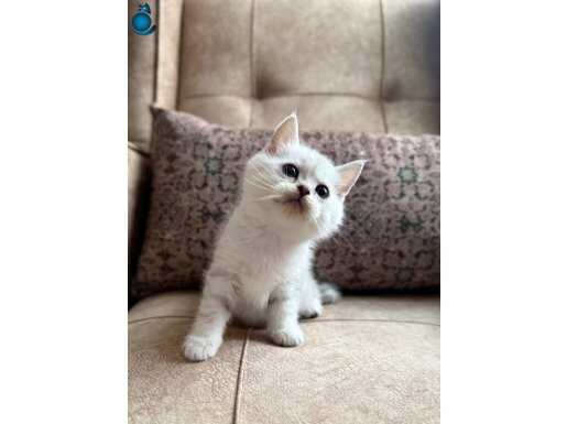 Wcf Kayıtlı Full Şecereli British Shorthair Elit Soy Hattı 