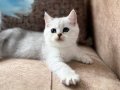 Özel yetiştirilmiş WCF kayıtlı British Shorthair Elit Soy