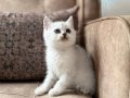WCF Kayıtlı Tam Şecereli British Shorthair Safkan Yavrular