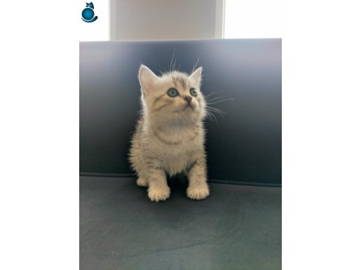 Silver Tabby British Shorthair