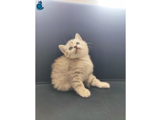British Shorthair Silver Tabby