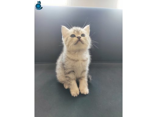 Silver Tabby Yavrular