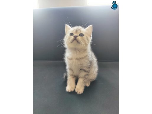 Silver Tabby British Shorthair